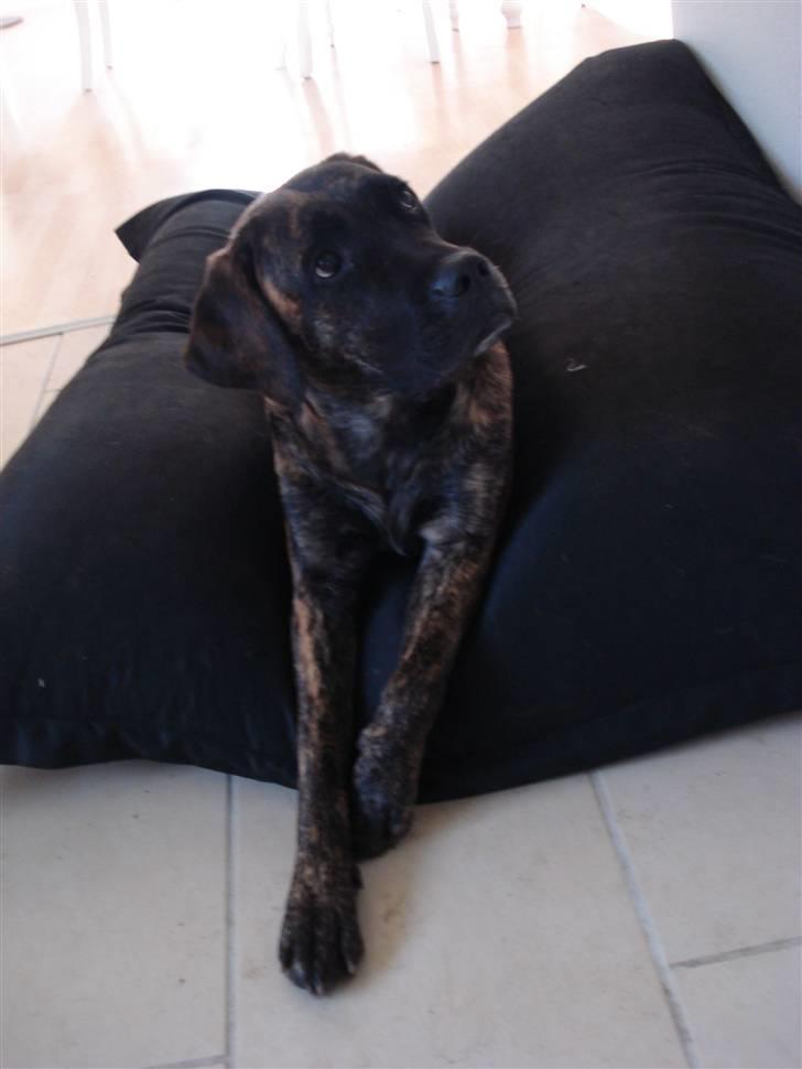 Blanding af racer Lulu billede 1