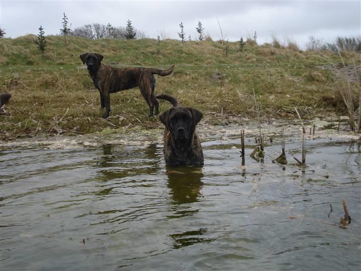 Blanding af racer Lulu - vandhunden billede 2