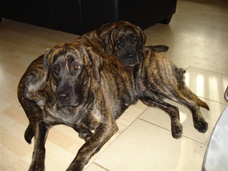 Blanding af racer Lulu billede 3