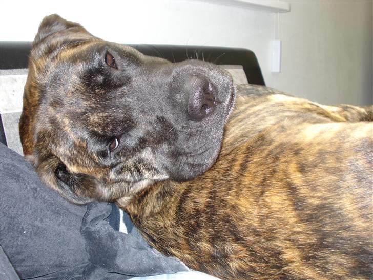 Blanding af racer Lulu - eeehh sagde du noget? billede 4