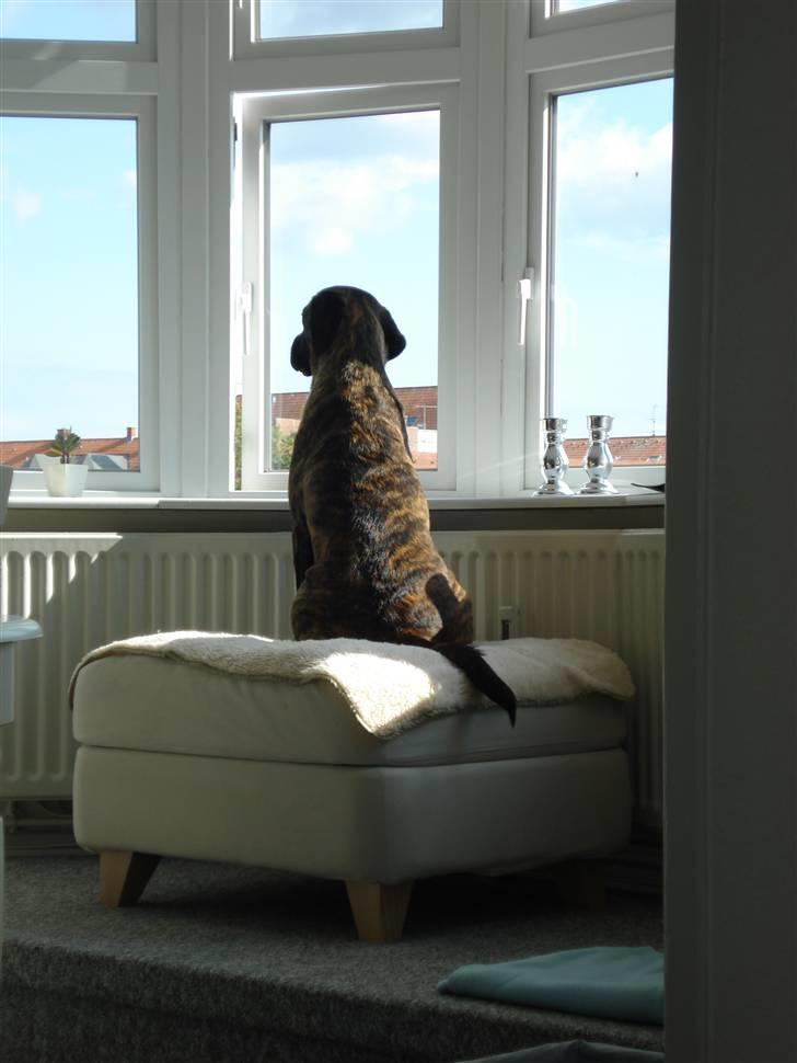 Blanding af racer Lulu billede 5