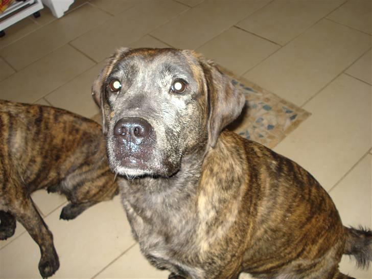 Blanding af racer Lulu - efter tur på diget.. Nej jeg har ikke gravet huller ;) billede 6