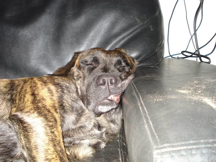 Blanding af racer Lulu - zzzzzZZZZzzzZZzzz billede 7