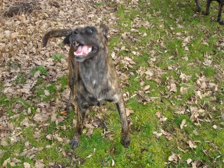 Blanding af racer Lulu - weeeeeeee...  billede 8