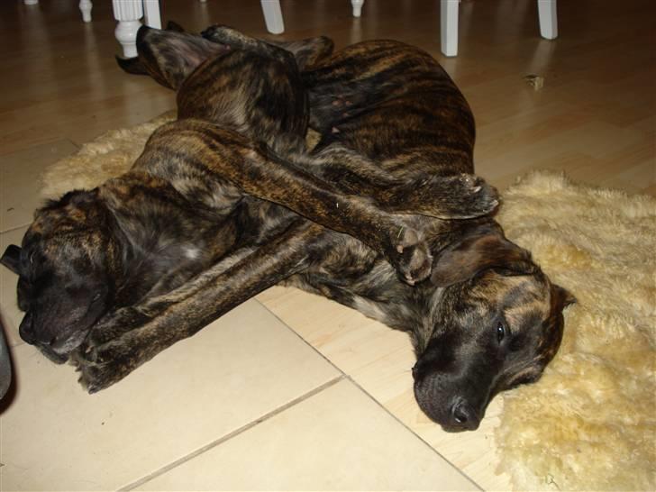 Blanding af racer Lulu - hygge foran pejsen med sin søster billede 9