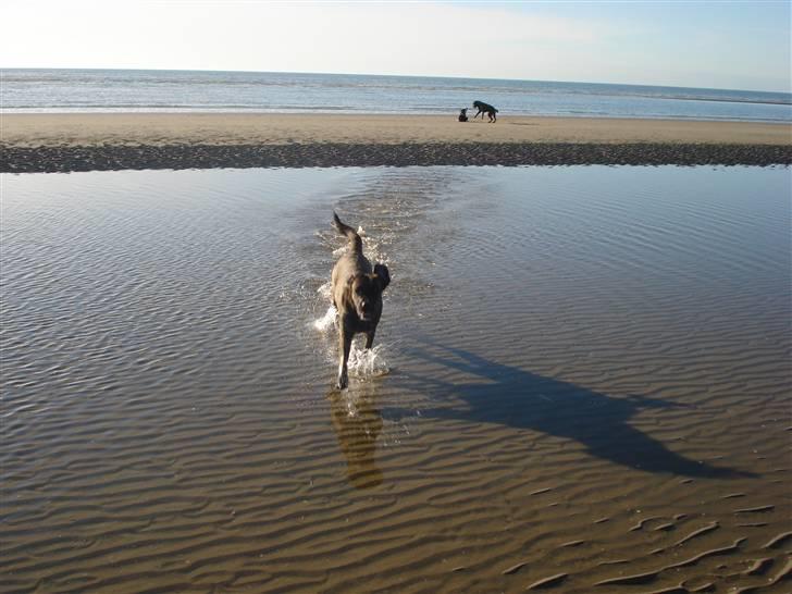 Blanding af racer Lulu billede 10