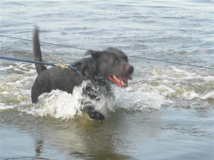 Labrador retriever Jack. R.I.P billede 9