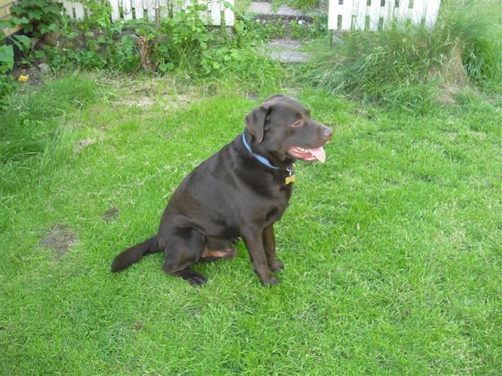 Labrador retriever Jack. R.I.P billede 10