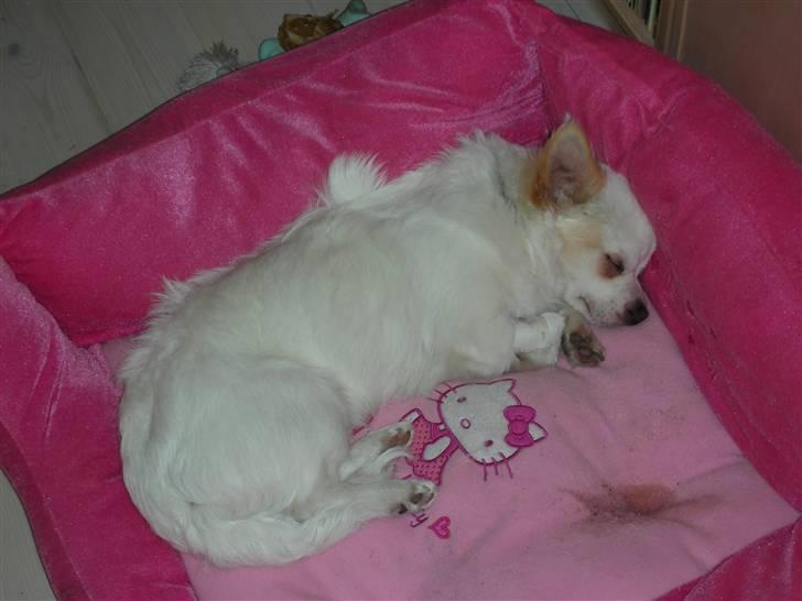 Chihuahua Loui billede 8