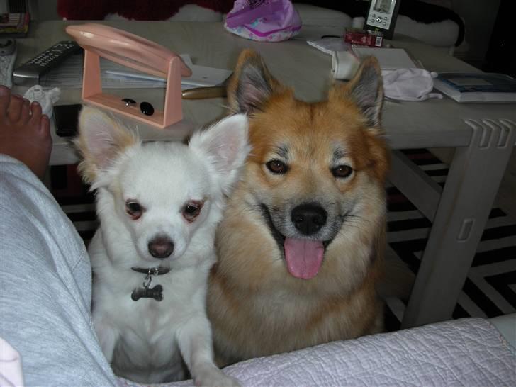 Chihuahua Loui billede 9