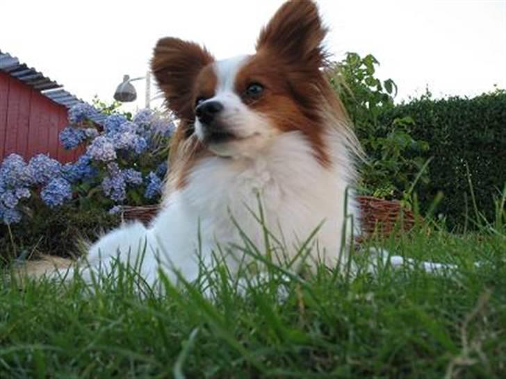 Papillon Victor/Vixen billede 1