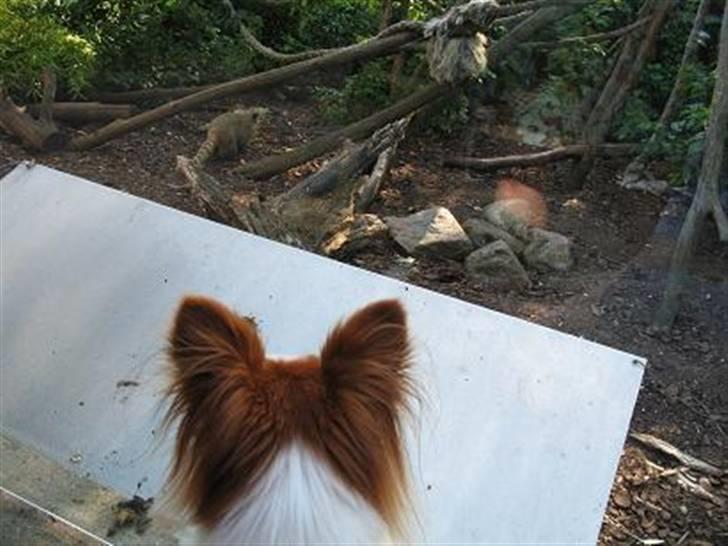 Papillon Victor/Vixen - Vic er i Zoo og kigger næsebjørne billede 3