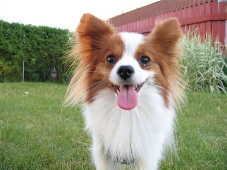 Papillon Victor/Vixen billede 4