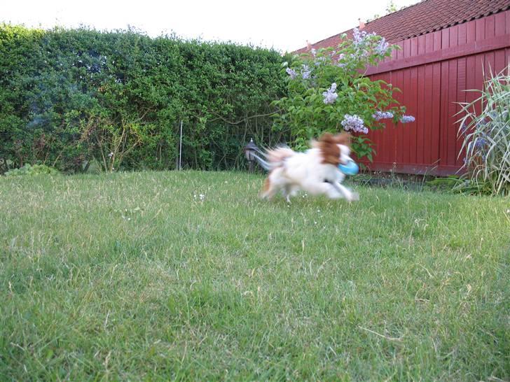 Papillon Victor/Vixen - Vic "motionerer sig selv" med en af hans mega-løbeture billede 5