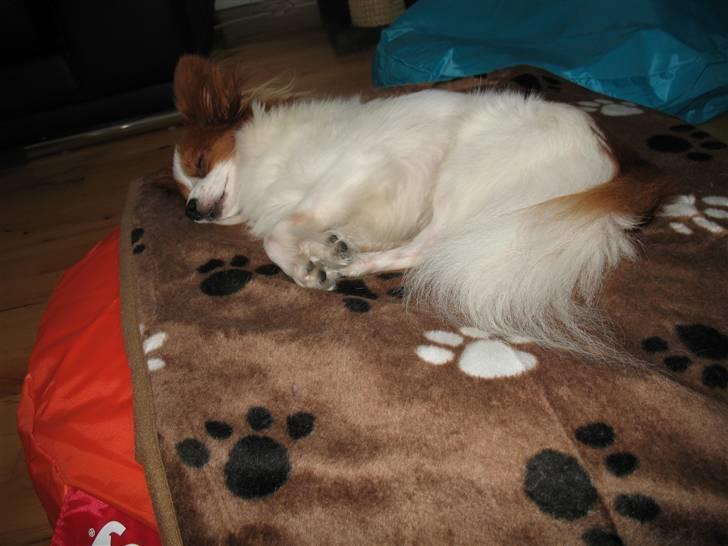Papillon Victor/Vixen billede 6