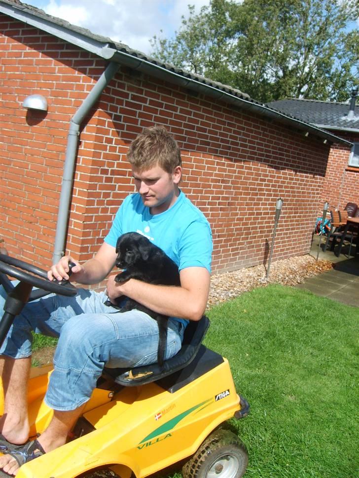 Labrador retriever Molly billede 1