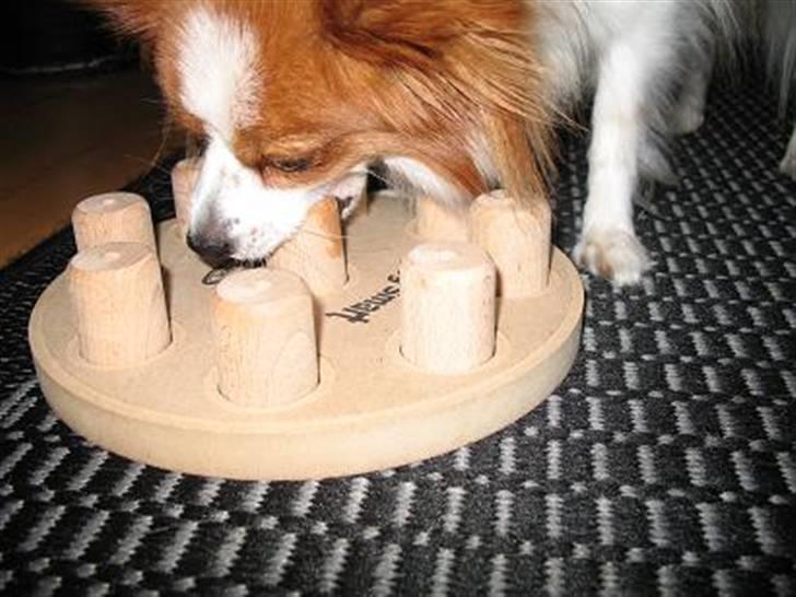 Papillon Victor/Vixen - Dogsmart billede 8