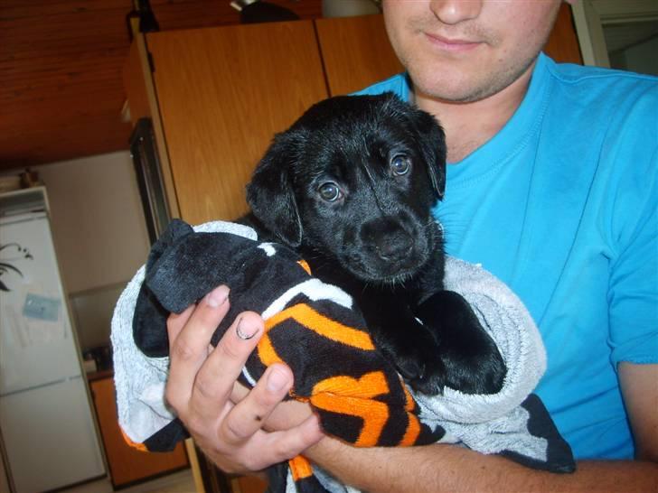 Labrador retriever Molly billede 2