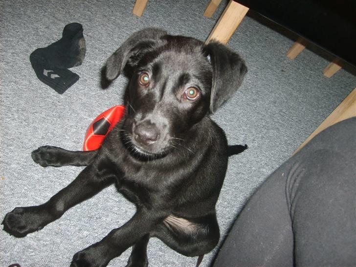 Labrador retriever Molly billede 3