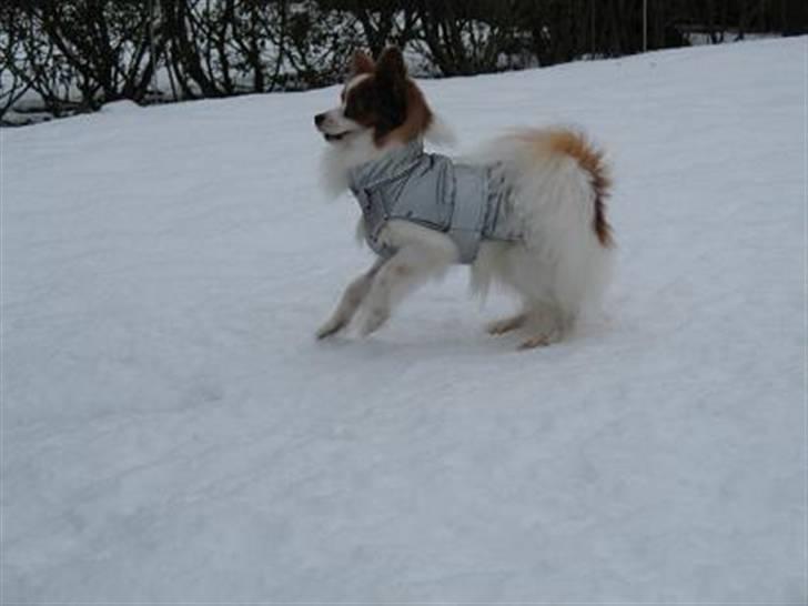 Papillon Victor/Vixen billede 9