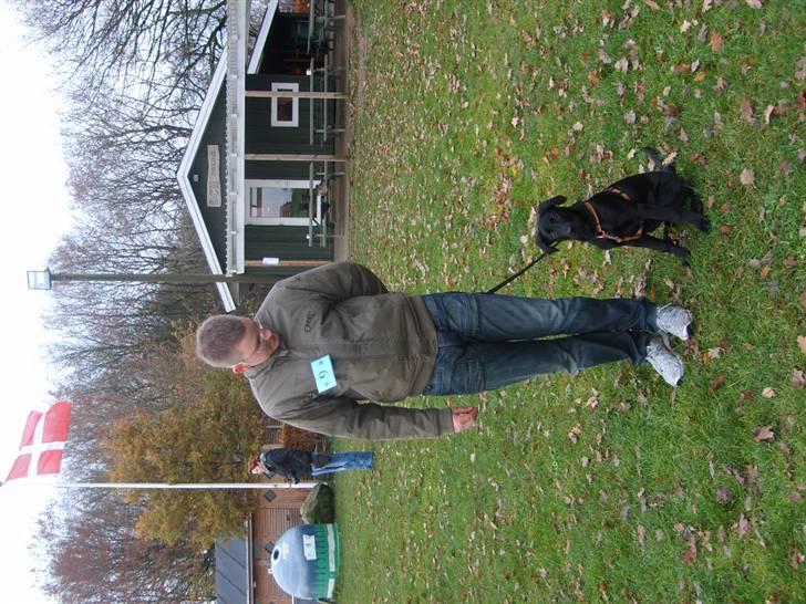 Labrador retriever Molly billede 4