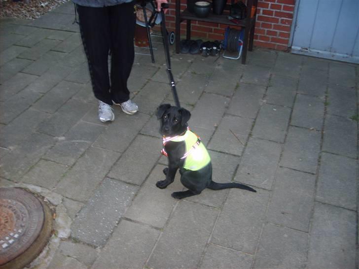 Labrador retriever Molly billede 5