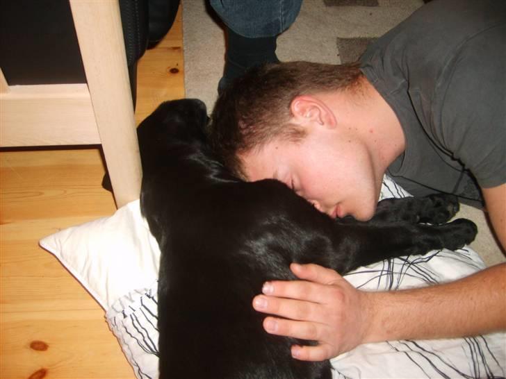 Labrador retriever Molly billede 6