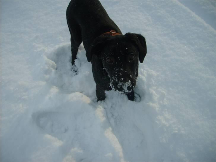 Labrador retriever Molly billede 7