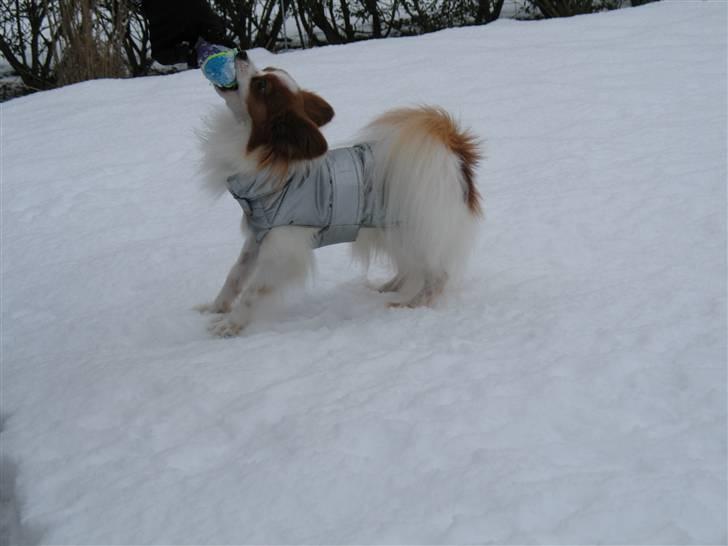 Papillon Victor/Vixen billede 11
