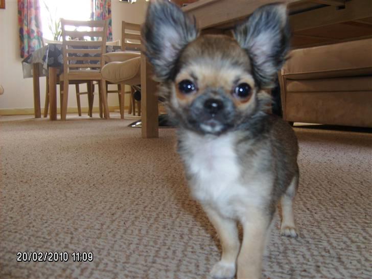 Chihuahua Medina billede 1