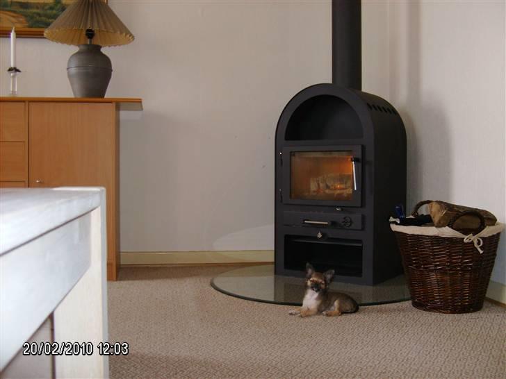 Chihuahua Medina billede 2