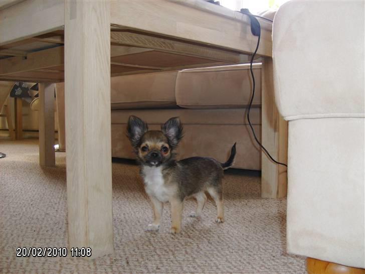 Chihuahua Medina billede 3