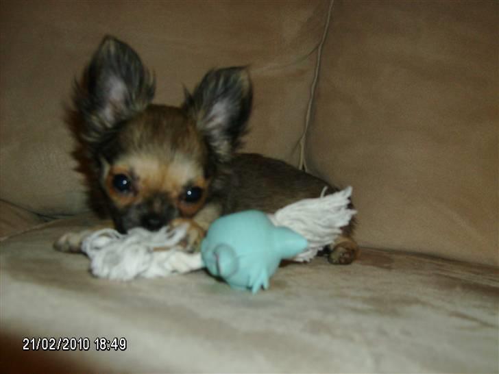 Chihuahua Medina billede 4