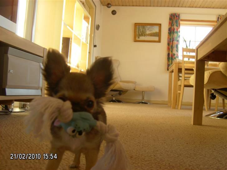 Chihuahua Medina billede 5