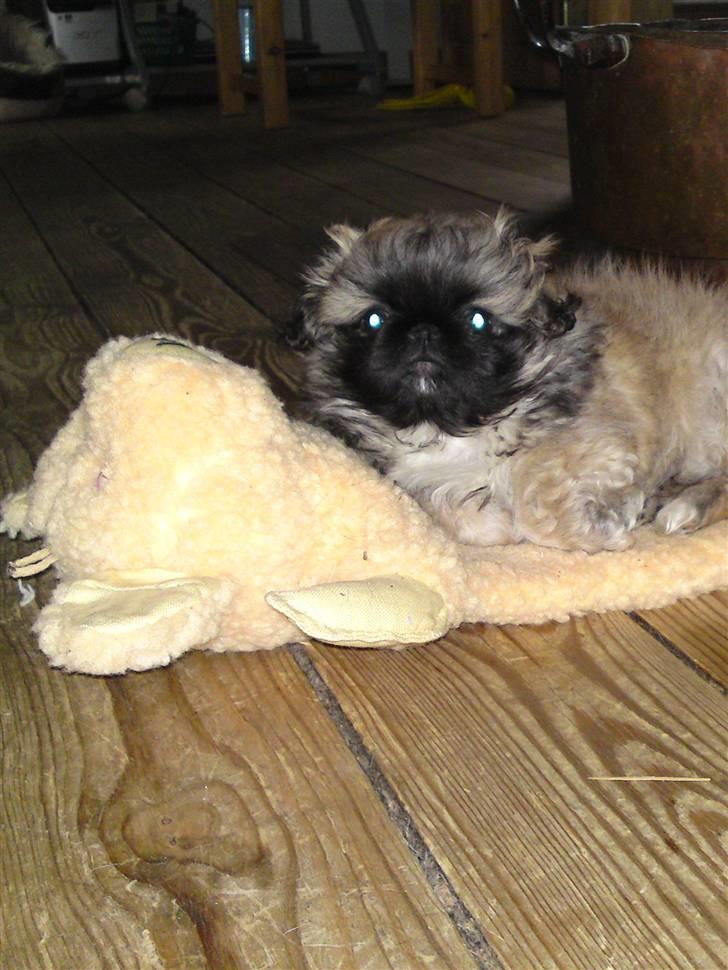 Pekingeser Chui Aka Pigehunden<3 hvil i fred <3 billede 16