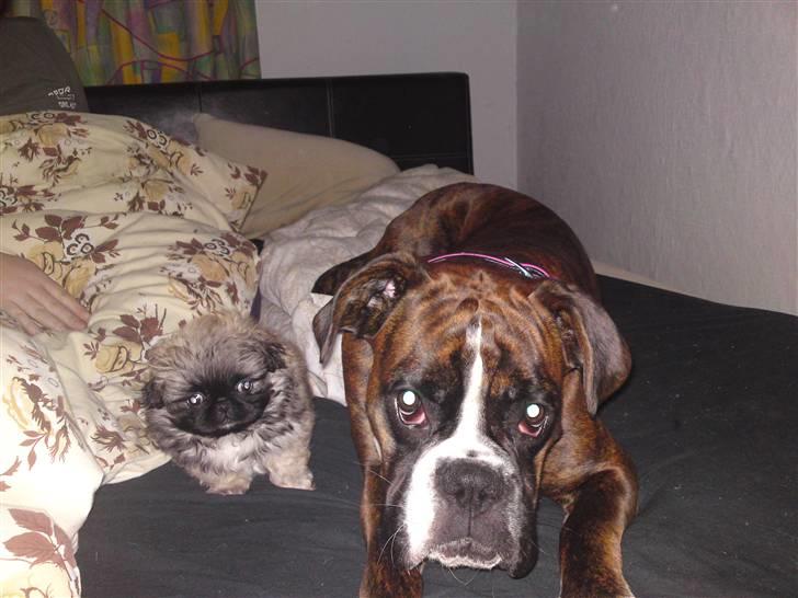 Pekingeser Chui Aka Pigehunden<3 hvil i fred <3 billede 17