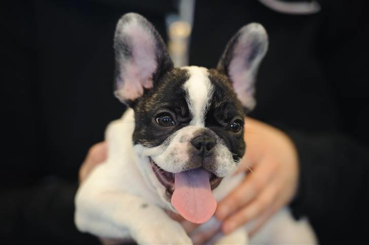 Fransk bulldog Daimi billede 5