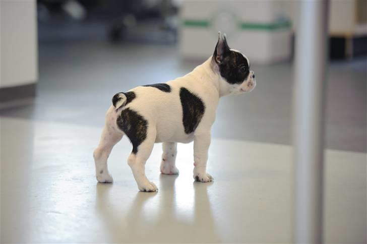 Fransk bulldog Daimi billede 6