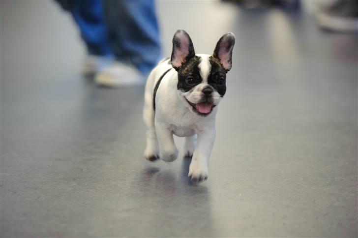 Fransk bulldog Daimi billede 7