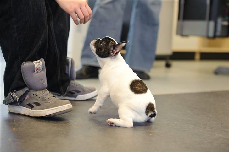 Fransk bulldog Daimi billede 8