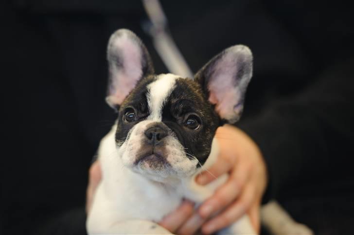 Fransk bulldog Daimi billede 9