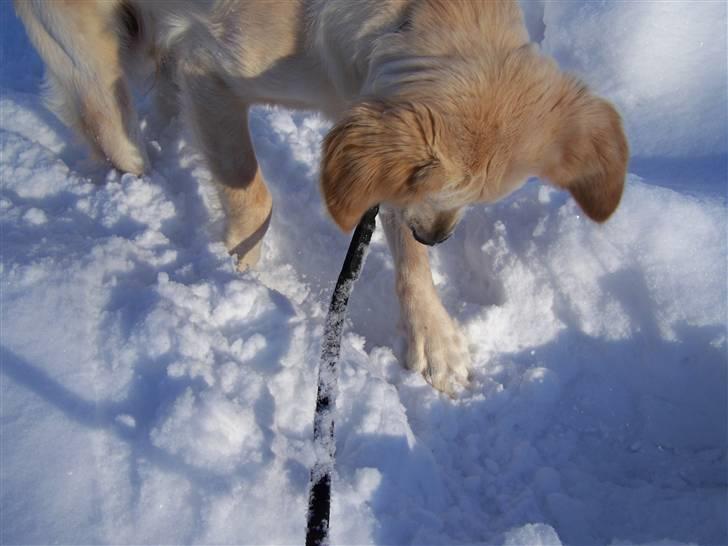 Golden retriever Charlie billede 6