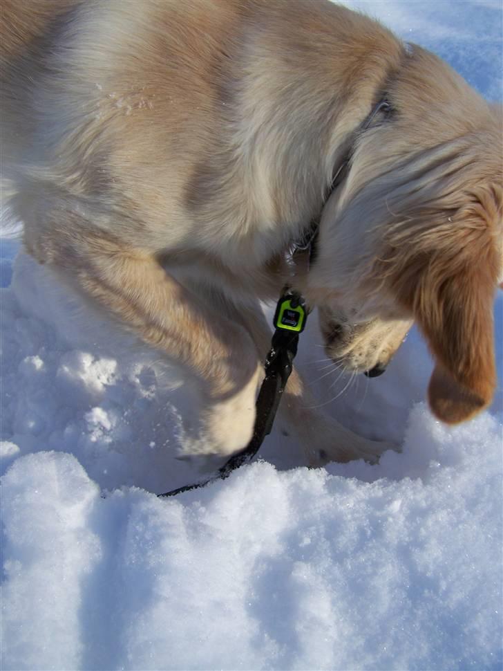 Golden retriever Charlie billede 7