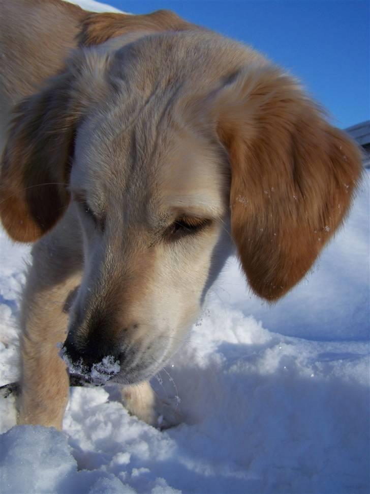 Golden retriever Charlie billede 8