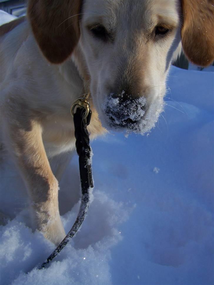 Golden retriever Charlie billede 9