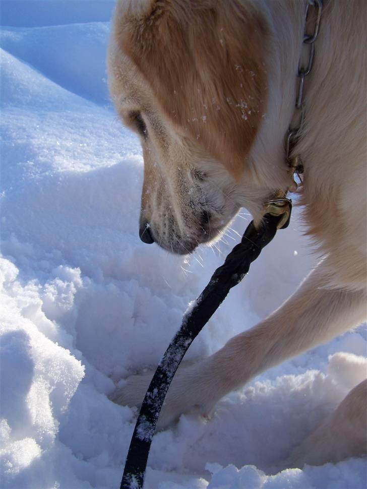 Golden retriever Charlie billede 10