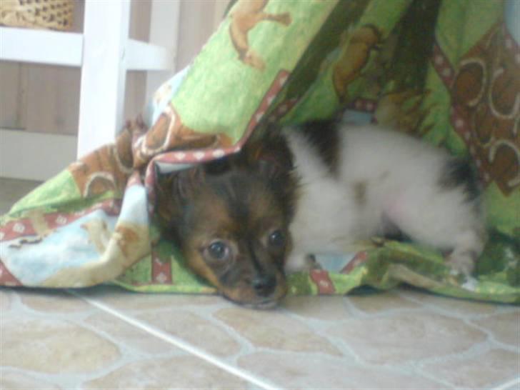 Blanding af racer vaks *savner dig* - hej hg billede 1