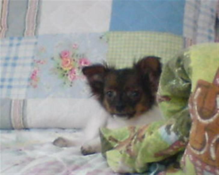 Blanding af racer vaks *savner dig* - vores skath billede 2