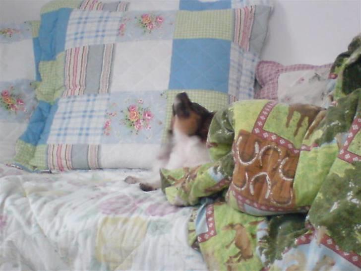 Blanding af racer vaks *savner dig* - uhh det klør billede 3