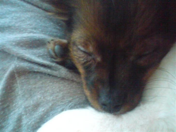 Blanding af racer vaks *savner dig* - sove sove billede 4